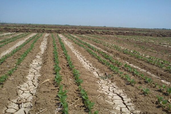 اجرای طرح اصلاح الگوی کشت مساوی با افزایش سود