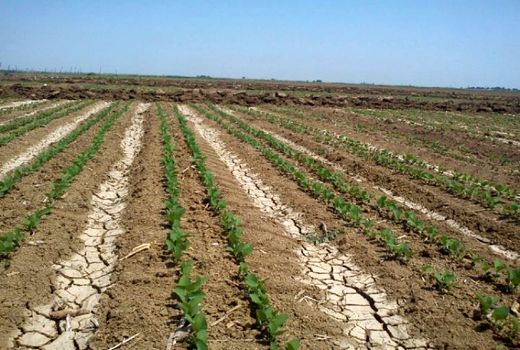 الگوی کشت مناسب در اختیار کشاورزان قرار می‌گیرد