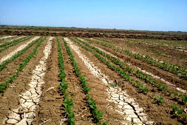 الگوی کشت مناسب در اختیار کشاورزان قرار می‌گیرد