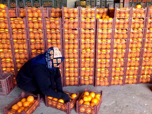 تصویب استاندارد ملی انبارهای فنی مرکبات تا دو ماه دیگر