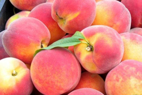 پیش بینی تولید 7500 تن شلیل و هلو در بابل