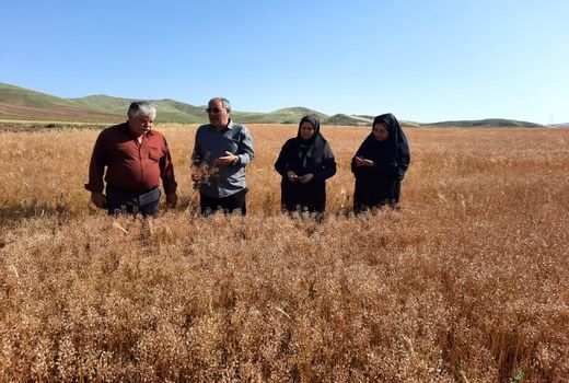 شهرستان اهر با بیشترین سطح و عملکرد تولید کاملینا در سطح استان آذربایجان شرقی