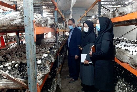  سالانه 410 تن قارچ خوراکی در میاندوآب تولید می‌شود 
