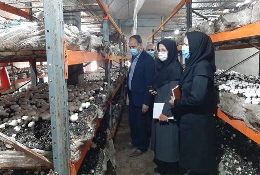  سالانه 410 تن قارچ خوراکی در میاندوآب تولید می‌شود 