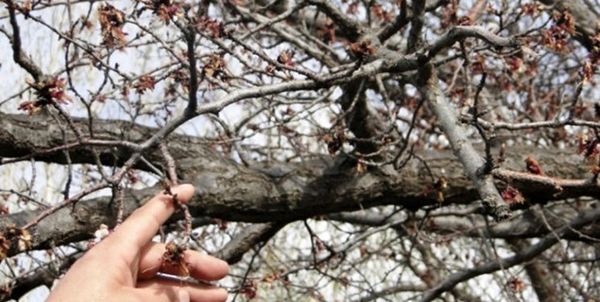 سرما به 5 هزار هکتار از اراضی کشاورزی شهرستان کیار خسارت زد