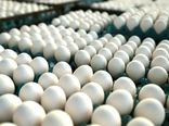 توان صادرات 200 هزار تن تخم‌مرغ در سال/ دریافت 5 دلار مشوق، به ازای صادرات 1000 عدد تخم‌مرغ برای تاجران ترک