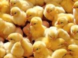 افزایش 19 درصدی جوجه‌ریزی در آذربایجان شرقی نسبت به سال گذشته