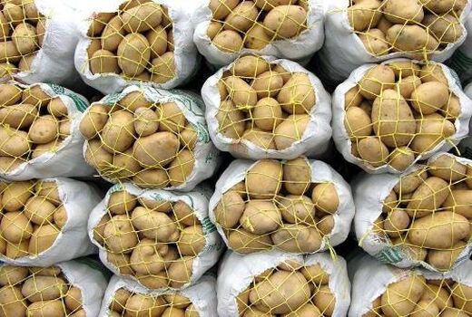 تلاش برای ایجاد برنامه پایدار صادرات سیب زمینی