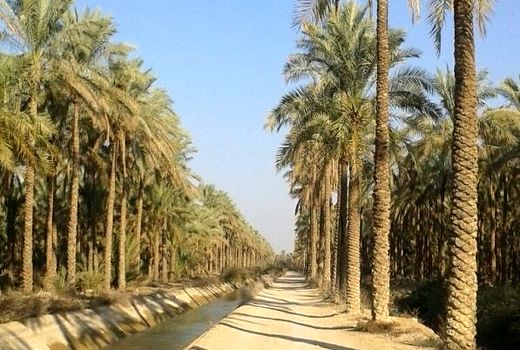 تخصیص 17میلیارد ریال برای مقابله با آفت و هرس نخیلات در بوشهر