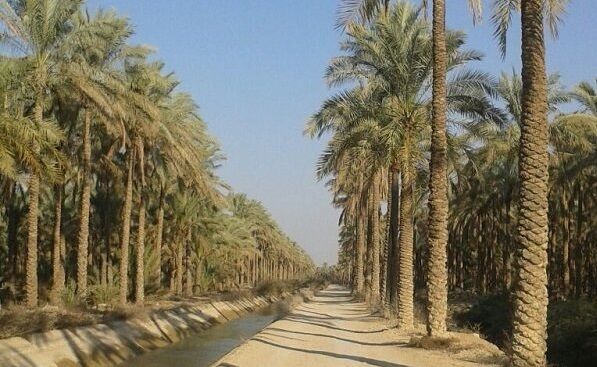 تخصیص 17میلیارد ریال برای مقابله با آفت و هرس نخیلات در بوشهر
