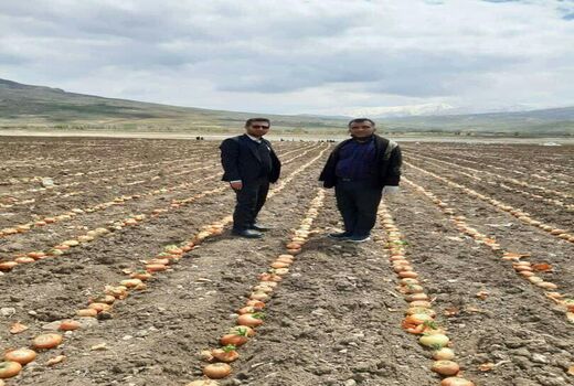 آغاز  کشت پیاز بذری در شهرستان کوهرنگ استان چهارمحال و بختیاری