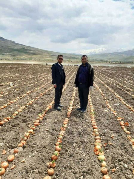آغاز  کشت پیاز بذری در شهرستان کوهرنگ استان چهارمحال و بختیاری