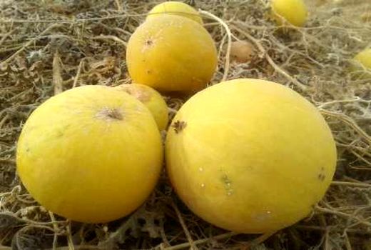 هندوانه ابوجهل یا «کل کشتگ بلوچی» با فواید زیاد