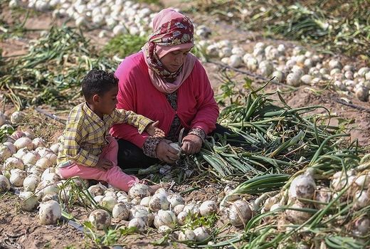 نظام صنفی کارهای کشاورزی در بیضا تشکیل می شود