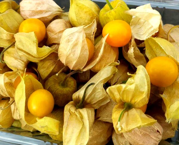 فیسالیس‌های هوراند روانه بازار شد