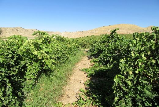 ایوان ، قطب اول انگور استان