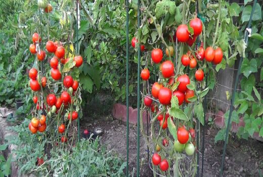 تولید نهایی ۱۵ محصول گواهی شده سالم در استان اصفهان