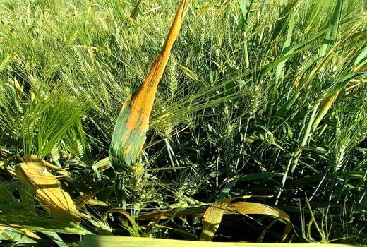 احتمال شیوع «زنگ زرد گندم» در مزارع آبی استان بوشهر