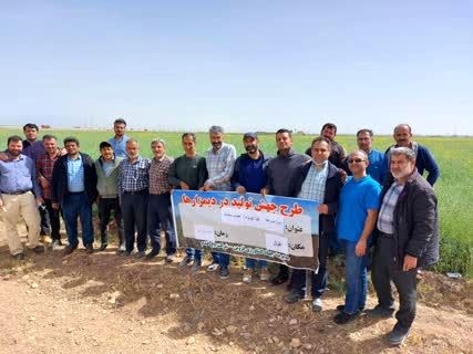 برگزاری روز مزرعه کلزا در شهرستان قزوین