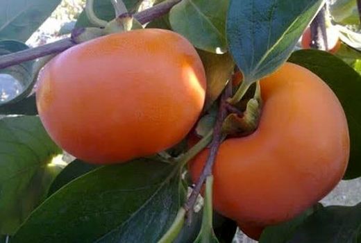 برداشت خرمالو از ۹۳ هکتار باغات استان قزوین آغاز شد