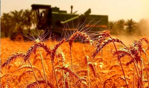 سنگرهای طلایی، سفره‌های آرام / روایتی از فرماندهان خاموش امنیت غذایی در روزهای التهاب