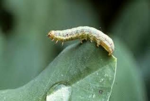 آشنایی کشاورزان خرمشهری با کرم برگخوار پاییزه