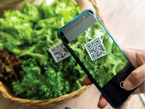 کشاورزان برای دریافت کد شناسه محصولات خود از سامانه سماک اقدام کنند