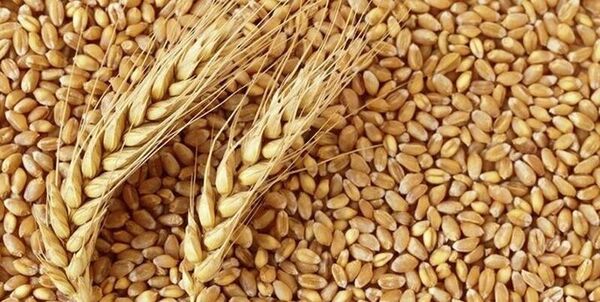کردستان رتبه سوم برترین های کشور در تولید گندم / گندم های طلایی کردستان خوش درخشیدند
