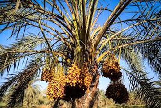 مدیریت داشت خرما در هویزه  