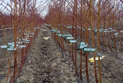  تولید بیش از 2 میلیون اصله نهال سالم و استاندارد در آذربایجان شرقی در سالجاری