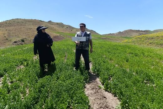 پایش مزارع سایت پایداری تولید در روستای گلوجه اسلام میانه