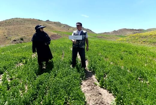 پایش مزارع سایت پایداری تولید در روستای گلوجه اسلام میانه