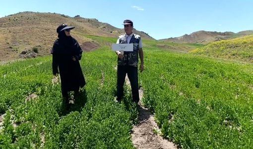 پایش مزارع سایت پایداری تولید در روستای گلوجه اسلام میانه