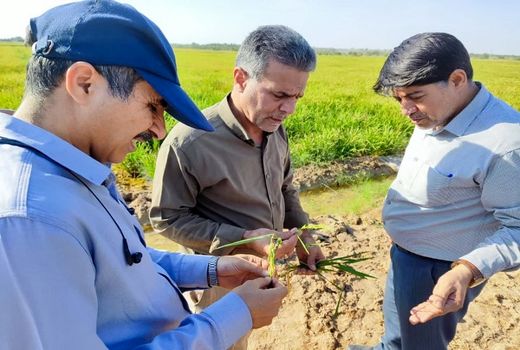 بررسی وضعیت رشدی مزارع برنج در شادگان