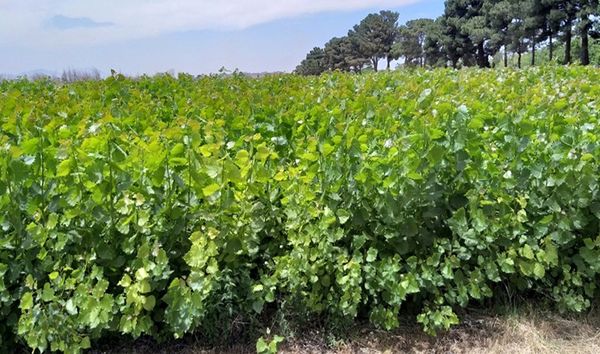  ۳۰ کلن پرمحصول صنوبر در ۱۸ استان معرفی شد