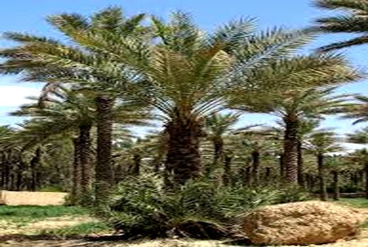 همایش تجلیل از یاران روستا در روز ملی روستا برگزار می شود