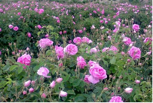 پیش بینی برداشت  ۳۲۴ تن گل محمدی در خراسان شمالی 