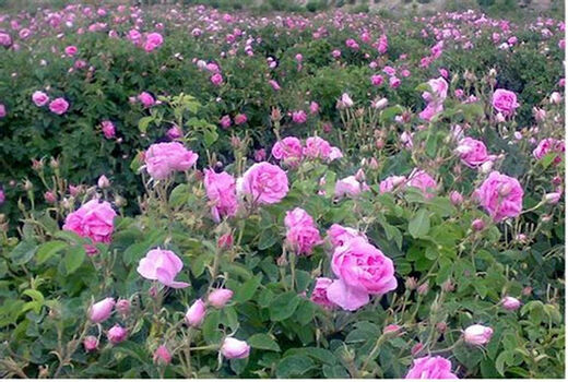 پیش بینی برداشت  ۳۲۴ تن گل محمدی در خراسان شمالی 