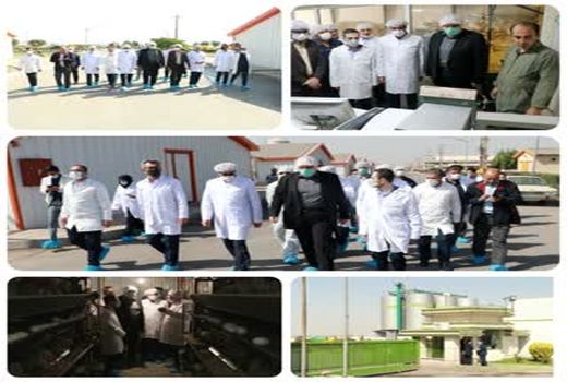 بازدید استاندار قزوین از یک طرح پرورش مرغ تخمگذار در شهرستان آبیک