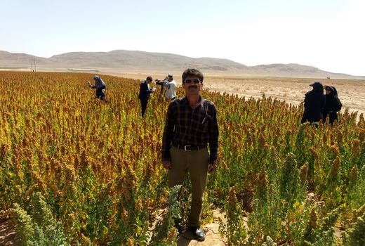 تامین امنیت غذایی با کاشت گیاهان کم آب‌بر