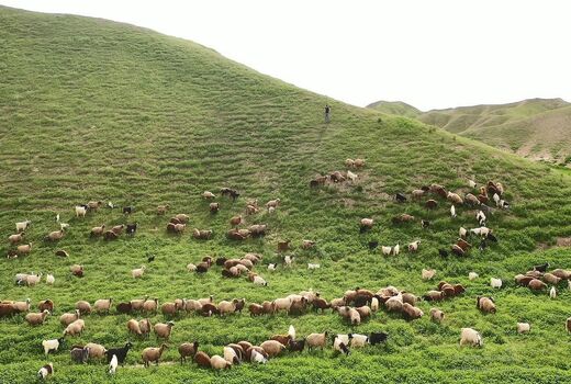 8 آذر آخرین مهلت تمدید پروانه چرای دام