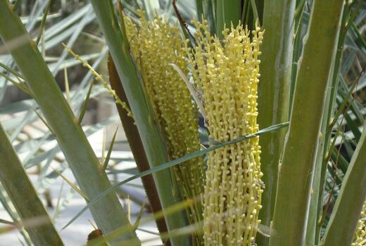آغاز گرده افشانی نخیلات  داراب 
