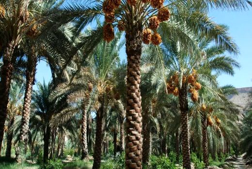 شناسایی و ارزیابی اولیه جنگل‌های حرا در ماهشهر