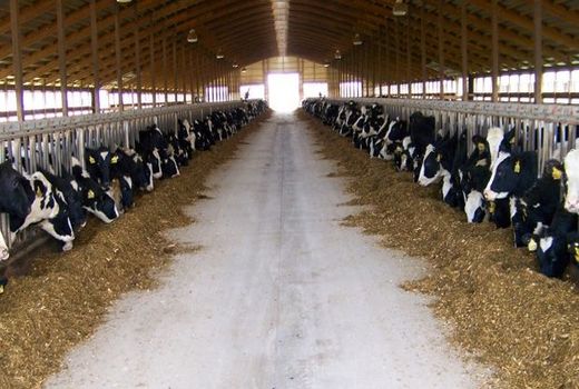 پلاک کوبی دام و ثبت پلاک ها الزامی است 