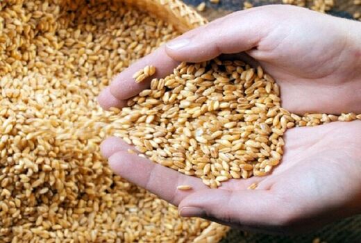 توزیع بذور گندم گواهی شده در مرودشت افزایش یافت 