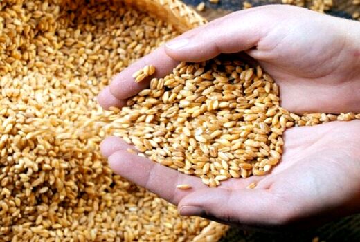 افزایش ۳۰ درصدی خرید گندم نسبت به مدت مشابه سال گذشته