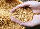 اجرای پروژه گندم بنیان با هدف حفظ بقایای گیاهی، تناوب زراعی و بی‌خاکورزی و کشت مستقیم با هدف نهایی افزایش عملکرد گندم