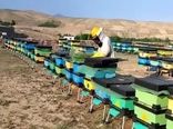 توزیع ۱۲۰ کندوی مدرن بین زنبورداران بوشهری برای افزایش بهره‌وری