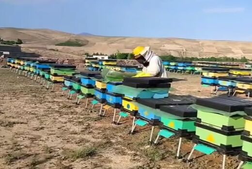 توزیع ۱۲۰ کندوی مدرن بین زنبورداران بوشهری برای افزایش بهره‌وری