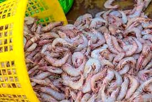 ممنوعیت صید میگو در صیدگاه های خوزستان